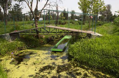 Uno de los canales que sirven como refugio para ajolotes en Xochimilco.