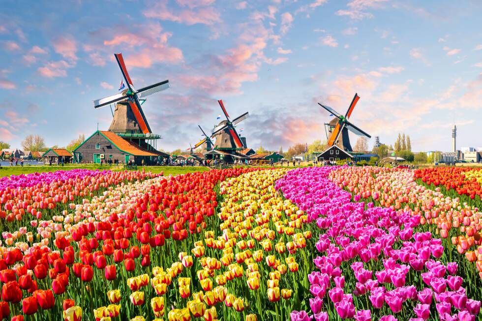 El paisaje de tulipanes y molinos en Zaanstad, cerca de Ámsterdam.