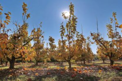 Un campo de caquis a punto de perder las hojas.