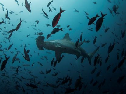 Un tiburón martillo en aguas de la Isla Lobos en el archipiélago de las Galápagos.