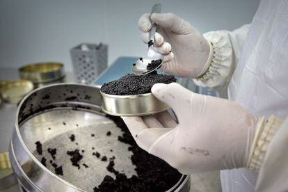 Elaboración de caviar en la piscifactoría de esturiones en Les, Val d'Aran.