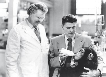 <b>Dando el biberón a un chimpancé, amamantó las ilusiones de toda una nación: Ronald Reagan en <i>Bedtime for Bonzo</i> (1951).</b>