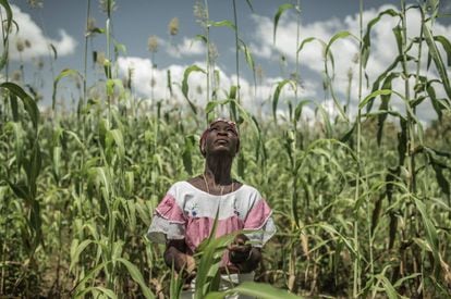 Pascaline Sawadogo, de 59 años, pertenece a una familia agricultora del centro de Burkina Faso (África occidental). El cambio climático ha cambiado los patrones de lluvia y pone en riesgo su cosecha.
