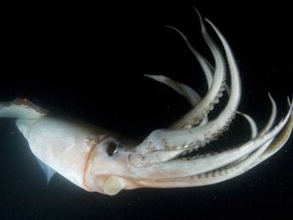 Un ejemplar de calamar Humboldt, fotografiado de noche.