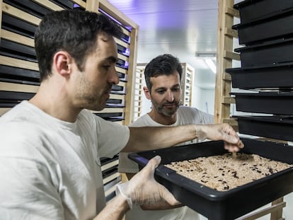 Dos de los responsables de la granja de insectos de Ponteareas (Pontevedra).