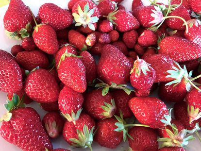 FRESAS DE MONJARAMA / CAPEL