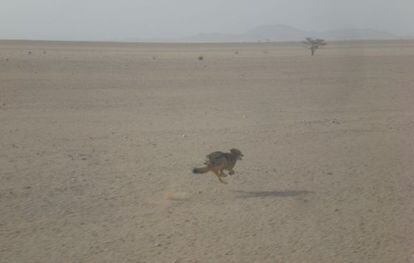 El lobo fotografiado por Rafael Hernández Mancha en 2008 cerca de la frontera entre Marruecos y Mauritania.