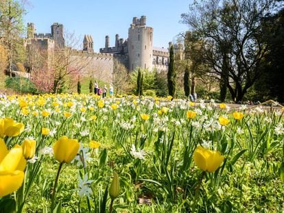 Plantación de tulipanes amarillos y blancos frente al castillo de Arundel.