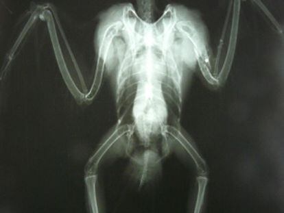 Una radiografía del ejemplar herido en el que se aprecia la herida en el ala derecha.