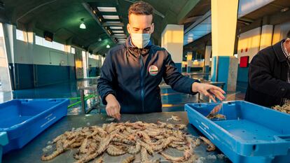 El marinero Juan José Palacios selecciona los langostinos de Sanlúcar capturados el pasado jueves, en la lonja del puerto de Bonanza, en Sanlúcar de Barrameda (Cádiz).