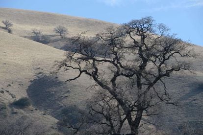 Un árbol muerto en el Valle de San Joaquín, en California