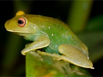 Una rana del género 'Aplastodiscus' de la familia 'Hylidae' que viven en Brasil y el norte de Argentina.