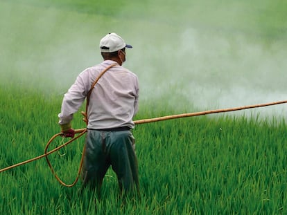 Un hombre vierte plaguicida sobre un cultivo en México el pasado agosto.