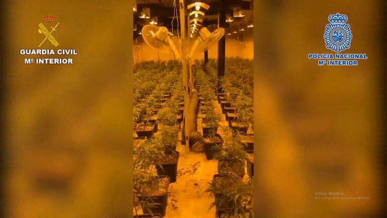 Uno de los cultivos de marihuana desmantelados en la operación Dragón.