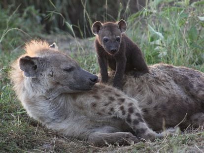 Una cría de hiena de pocas semanas reposa sobre su madre en el cubil.