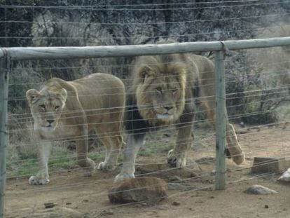 Naturaleza: El peligro de un mundo sin leones en libertad | Opinión | EL  PAÍS