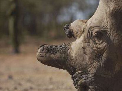 Retrato de Najin, uno de los únicos cinco ejemplares que quedan vivos de la subespecie de rinoceronte blanco del norte.