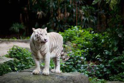 Un tigre blanco en el zoo de Singapur.
