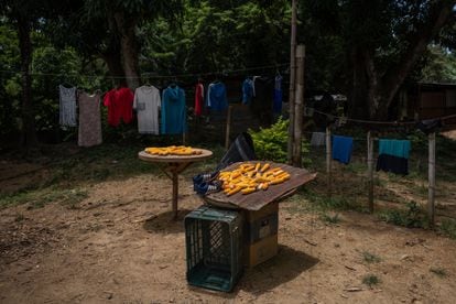 La cosecha para alimentar a una familia en el pueblo de Boquerón, Carabobo, en Venezuela.