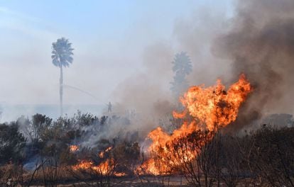 Los bomberos intentan apagar las palmeras incendiadas en la zona residencial de Faria Beach, en el norte del condado de Ventura.