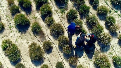 Plantación de terfecias en la Finca Torrecillas (Murcia).