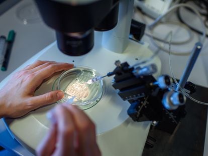 Un investigador observa el proceso CRISPR/Cas9 a través de un microscopio, el 22 de mayo de 2018.