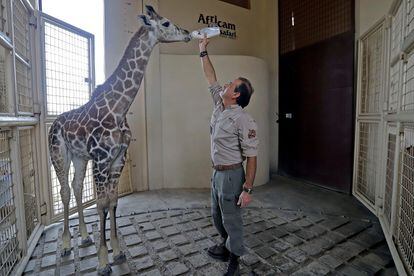 A baby giraffe is fed at Africam Safari, in Puebla, in January 2021.