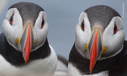 A pair of Atlantic puffins stop near their nest burrow on the Farne Islands.  Each spring, these small Northumberland islands attract more than 100,000 breeding pairs of seabirds.