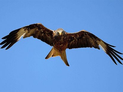 Un ejemplar de milano real en Doñana, donde se encuentra en peligro de extinción.