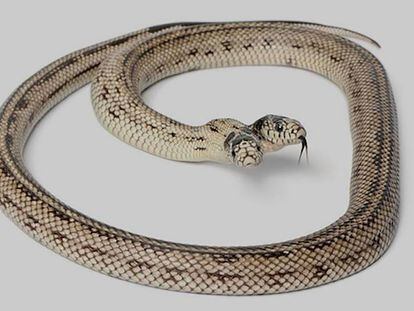 Una serpiente con dos cabezas, en una imagen de archivo. En vídeo, la serpiente bicéfala que ha sorprendido a una familia en Florida.