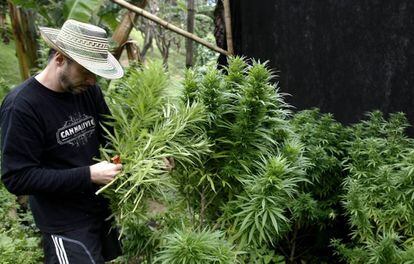 La reglamentación del uso de la marihuana medicinal en Colombia estará a cargo de los ministerios de Salud, Justicia y Agricultura.