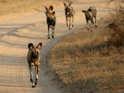 Un grupo de licaones en plena marcha.