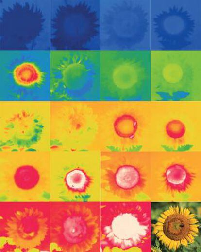 Esta imagen de infrarrojos muestra c&oacute;mo el girasol se va calentando. Las flores m&aacute;s c&aacute;lidas atraen m&aacute;s abejas