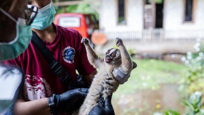 Nur Purba Priambada, veterinario de IAR, revisa un loris lento de Java antes de su liberación en una jaula de habituación en el Parque Nacional Gunung Halimun Salak el 19 de enero de 2024, en Sukabumi, Java Occidental, Indonesia.