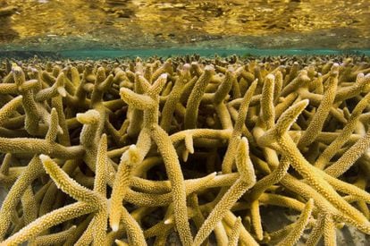 El coral cuerno de ciervo es una de las 600 especies de coral que se pueden encontrar en la Gran Barrera. Su esqueleto de carbonato cálcico pone el marrón claro, amarillo o dorado en el mar de colores del arrecife.