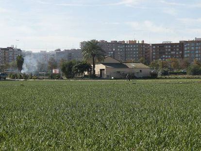 Terrenos de huerta cultivados de Valencia. 