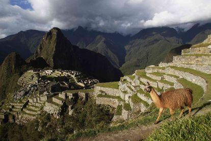 Las llamas transitan por la ciudadela inca de Machu Picchu, en Perú.
