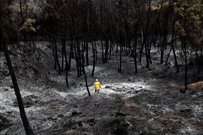Un técnico inspecciona una zona quemada en la ladera de La Parrilla, donde se inició el incendio.