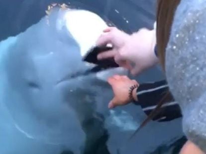La ballena devolviendo el móvil a una turista. En vídeo, la secuencia completa.