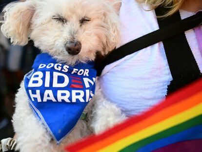 Un perro de una seguidora demócrata con un pañuelo en el que se lee un mensaje de apoyo a Biden y Harris.