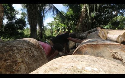Un equipo conformado por cuatro personas, indígenas shipibo, empuja con fuerza los troncos, que pesan más de 30 kilos.