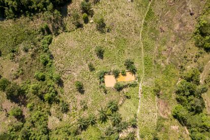 Vista aérea de un cultivo de hoja de coca en Tibú (Colombia). 