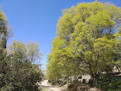 Un almez desplegando sus nuevas hojas de color verde pálido a finales de marzo en la zona de huertas del Generalife granadino