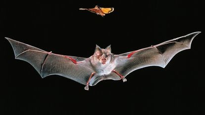 Ejemplar de murciélago grande herradura ('Rhinolophus ferrumequinum'), especie relacionada con la emergencia del coronavirus SARS-CoV-1 que provocó la epidemia de 2003.