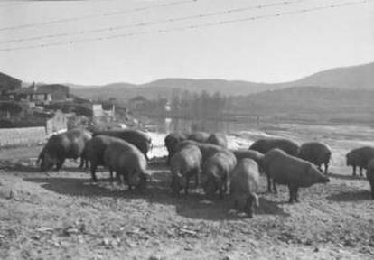 Mercado de cerdos en Plasencia, 1928, impresi&oacute;n a la gelatina de plata.