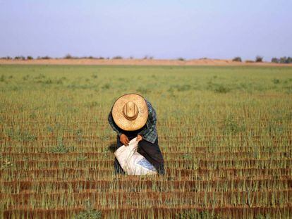 Un agricultor en Baja California.