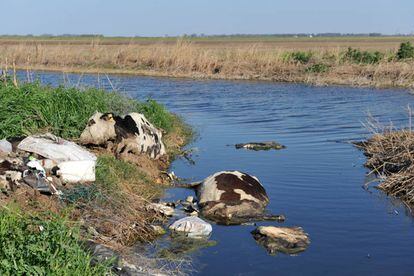 Vacas lecheras muertas por las inundaciones en un tambo del sur de Córdoba, en la frontera con La Pampa y Buenos Aires.