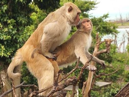 Dos machos de macaco rhesus de la isla de Cayo Santiago mantienen sexo.