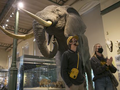 El elefante africano ocupa un lugar central en la sala del Museo Nacional de Ciencias Naturales.