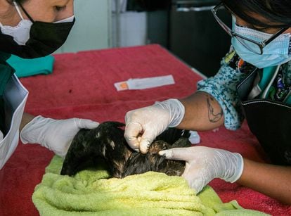 Un ave afectada por el vertido reciben atención veterinaria en un zoo de Lima, el viernes.